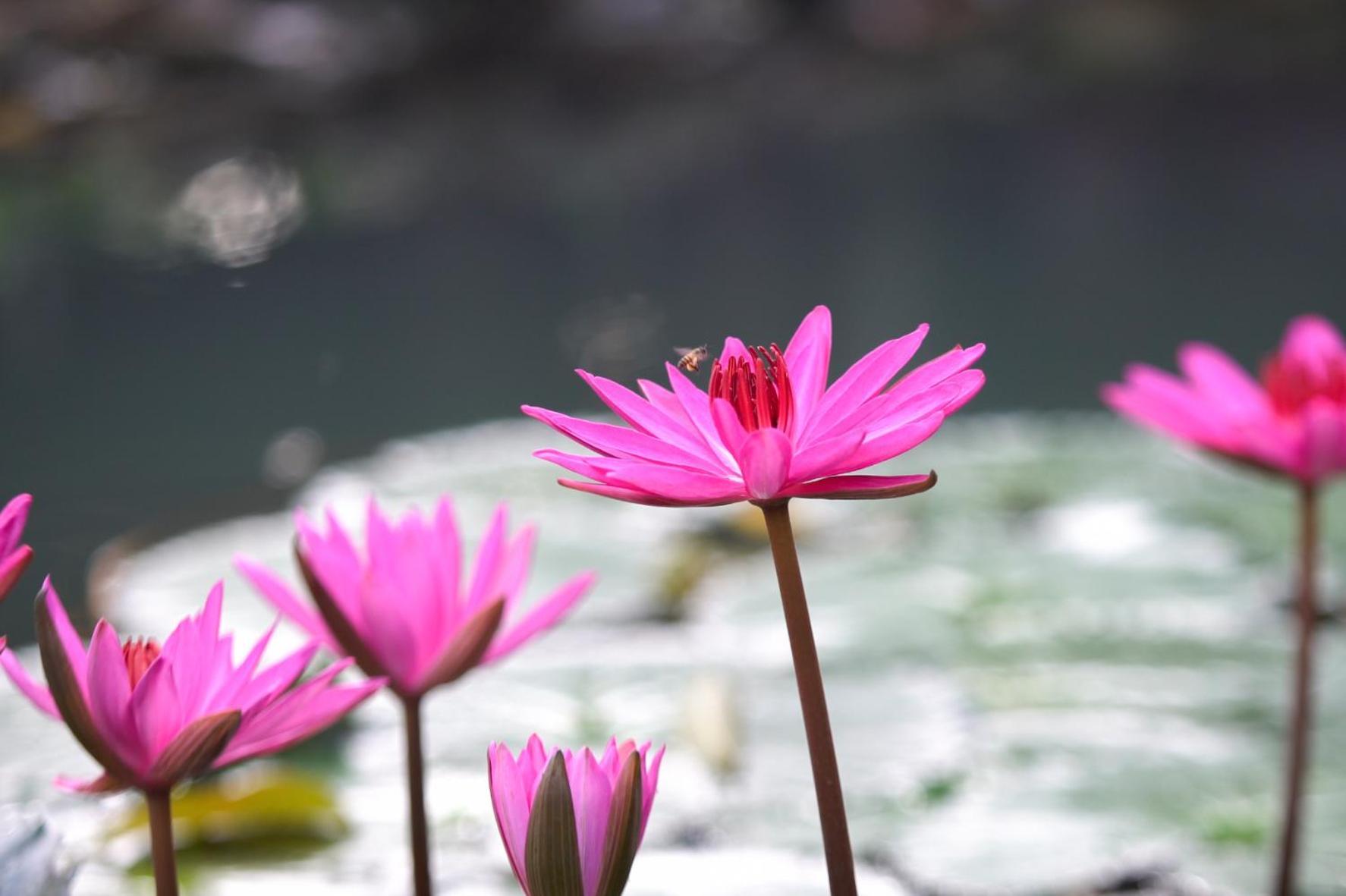 Mekong Long Thanh Resort & Reststop Ap Thanh Nguyen Εξωτερικό φωτογραφία